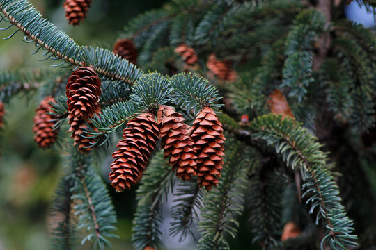 spruce branches with cones

