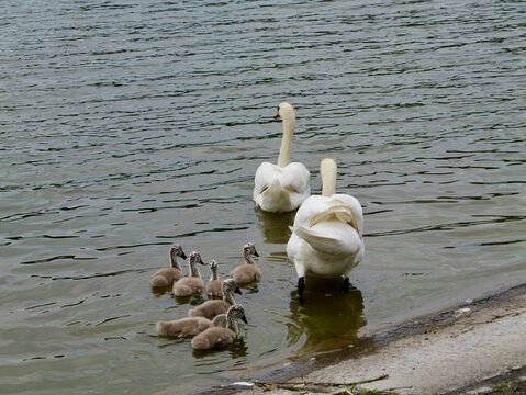 Mute swan (Cygnus olor) with cygnets in Romania