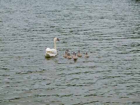 Mute swan (Cygnus olor) with cygnets in Romania
