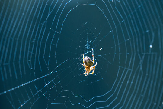 A cross spider weaving a web