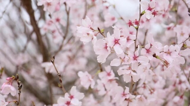 close up of blooming almond tree in a sunny day, Prunus amygdalus