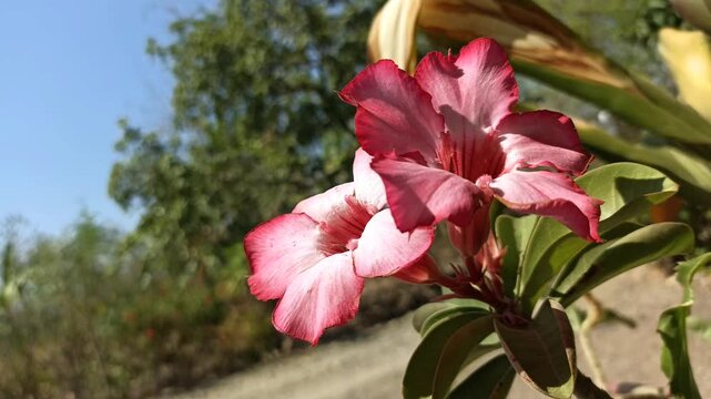 Pink Adenium Obesum Desert Rose Flower Swaying Gently in Breeze Outdoor Garden Bright Daylight 4K