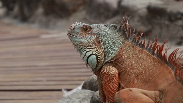 Close-up Portrait of a Large Colorful Green Iguana Resting on a Wooden Deck in its Natural Habitat Profile View