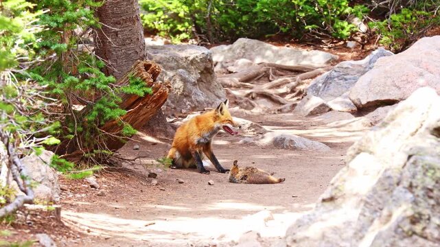 A curious red fox poses alertly in a dense pine forest while guarding its small rodent prey among green underbrush and fallen branches