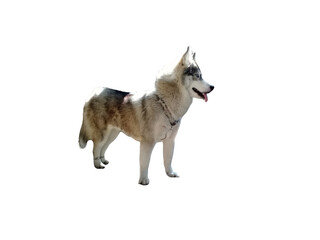 Siberian husky with a transparent background © Loyda