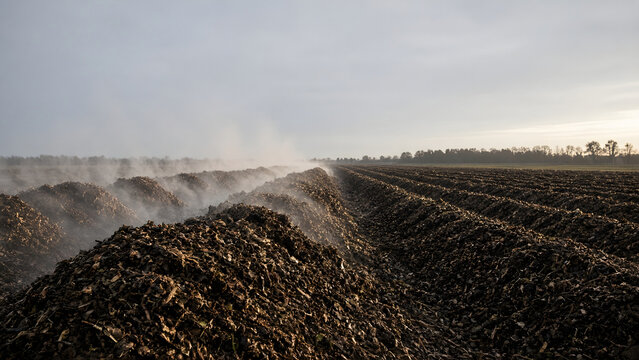 Steaming compost windrows at a municipal composting facility