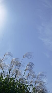 秋空の下で逆光に輝くススキと秋晴れの青空