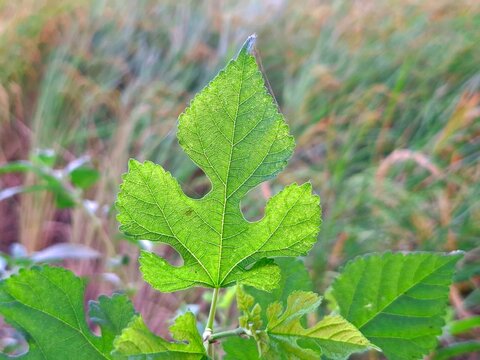 Single vibrant green mulberry leaf with unique lobed shape against