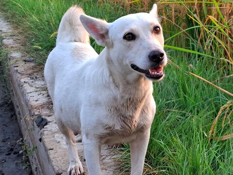 Happy white dog standing on a concrete path beside green grass in