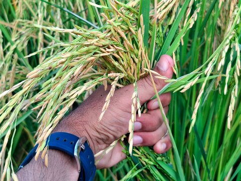 Hand holding golden rice stalks in a lush green field during the