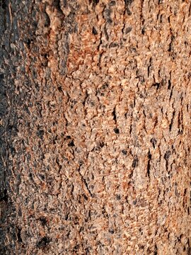Detailed close up view of rough brown tree bark texture on forest