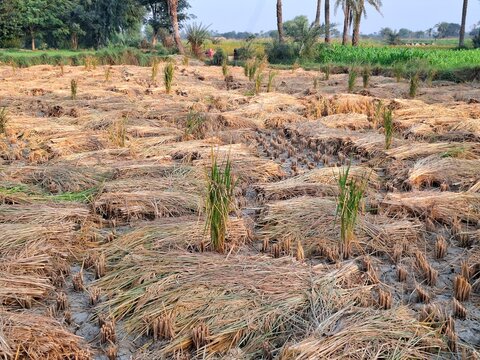 Harvested rice field with dry stalks under clear sky and palm trees