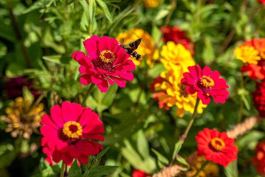 경기도 연천 댑싸리공원의 백일홍꽃과 박각시나방, Zinnia flowers and a hummingbird moth at Daepssari Park in Yeoncheon, Gyeonggi Province