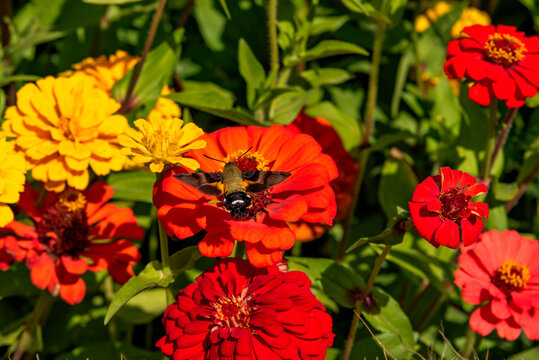 경기도 연천 댑싸리공원의 백일홍꽃과 박각시나방, Zinnia flowers and a hummingbird moth at Daepssari Park in Yeoncheon, Gyeonggi Province