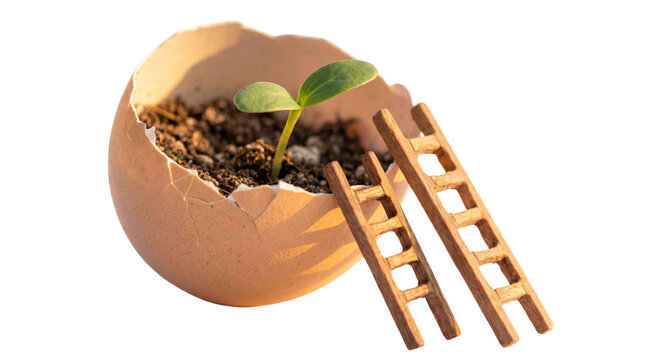 Conceptual plant sprout growing in eggshell with wooden ladders, new life beginning and business growth metaphor, small green seedling in brown shell