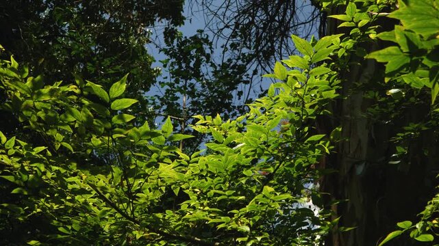 green leaves background