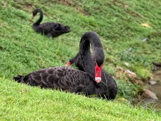 A pair of graceful black swans with bright red beaks on a green grassy field in the park. © วรัญญู สุนโท