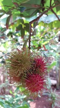 ​Macro focus on exotic red and green rambutan fruits on branch.