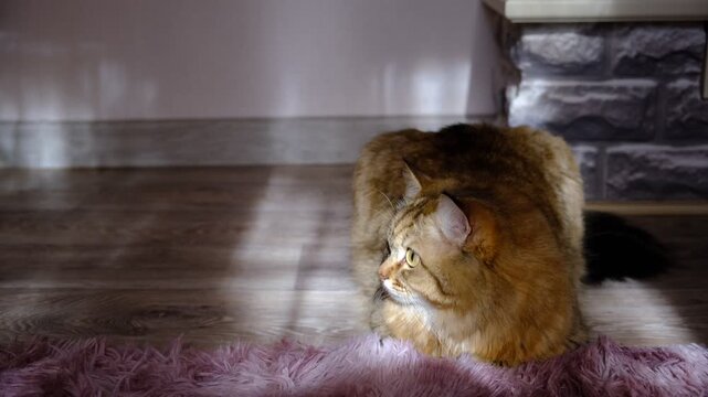 Cozy room features beautiful, leisurely cat in loaf position on a fluffy rug. Cat is enjoying the timid rays of morning sunlight and lazily looking around, observing everything happening in the space