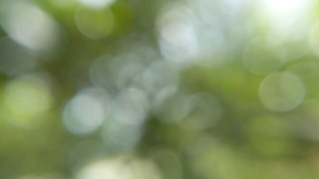 Abstract blurred green foliage creates a soft bokeh light effect filtering through natural tree leaves