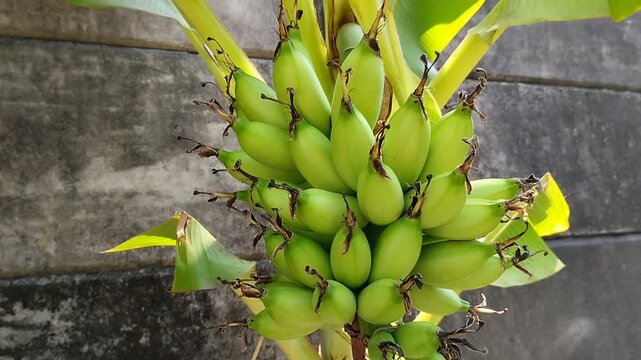 Fresh green muli banana bunch or Lady Finger banana atau baby banana growing on tree.