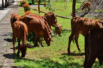 Herd of Red Sindhi Cows Grazing on Green Grass Panel Near Roadside © IZIFOTO