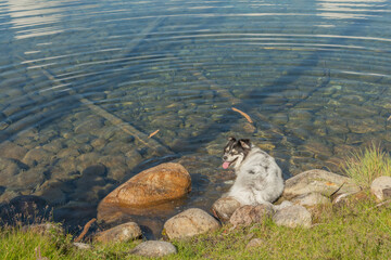Black and white pet dog sitting in water on the side of Beauvert Lake in Jasper National Park, Alberta during summertime. Border collie, husky breed dog in happy, smiling pose. © Scalia Media