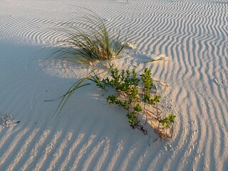 Coastal Dune Vegetation Growing in Wind Rippled Sand in Alabama © Nicholas
