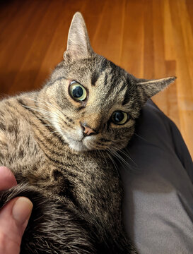 A brown tabby cat lies at an angle on its back across a person's lap, staring upward with enormous green eyes and a comically startled expression. A wooden floor fills the background.