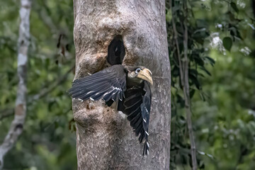 A male Austen's Brown Hornbill (Anorrhinus austeni) taking off from its tree nest cavity in a lush tropical forest, spreading its wings showing white tail tips. © manoch