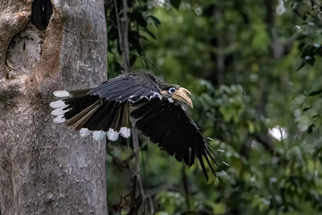 A male Austen's Brown Hornbill (Anorrhinus austeni) taking off from its tree nest cavity in a lush tropical forest, spreading its wings showing white tail tips. © manoch