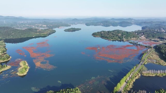 aerial view of red algae blooming in tianmu lake wetland