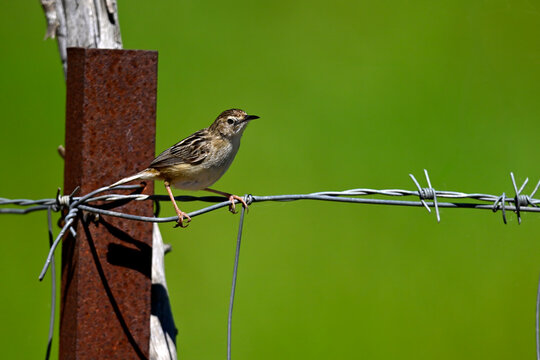 Zistens&auml;nger, Cistens&auml;nger // Zitting cisticola (Cisticola juncidis) - Nationalpark Coto de Do&ntilde;ana, Spanien