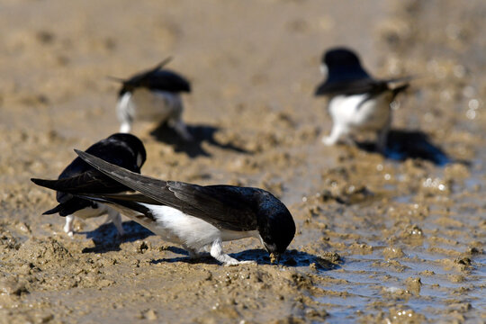 Mehlschwalben sammeln Nistmaterial an einer Schlammpf&uuml;tze // Western house martin (Delichon urbicum) - Kalksteinbruch in Wuppertal Dornap/Sch&ouml;ller, NRW, Deutschland