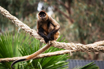 the black handed monkey is sitting on a rope © susan flashman