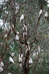 the little corellas are perched in a tree © susan flashman