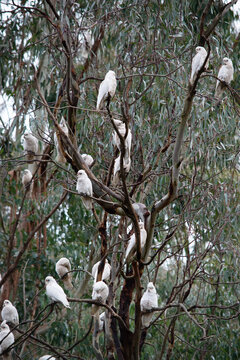 the little corellas are perched in a tree