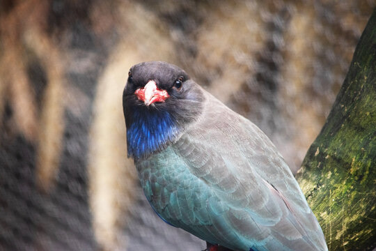 this is a close up of a dollar bird