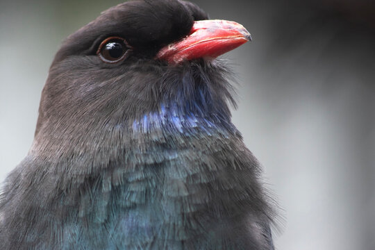 this is a close up of a dollar bird