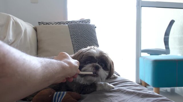 4 year old Shih Tzu dog receiving and eating a treat stick while on the sofa.