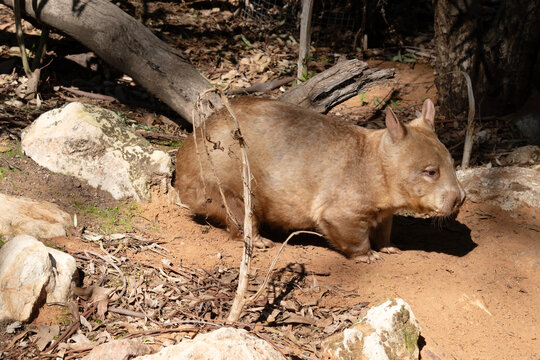 this is a side view of a hairy nosed wombat
