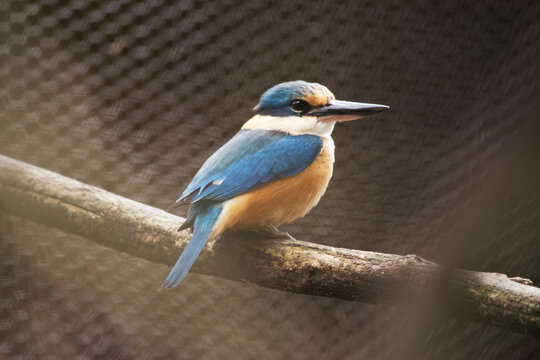 the kingfisher is perched on a branch