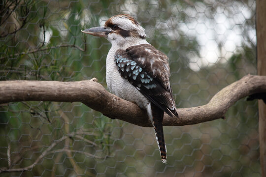this is a side view of a laughing kookaburra