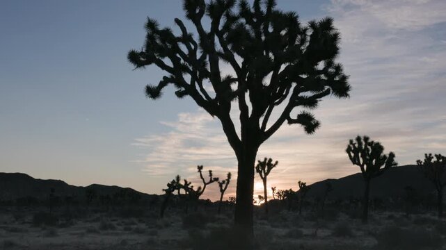 a tilt up clip of a silhouetted joshua tree during sunrise at joshua tree national park in california, usa