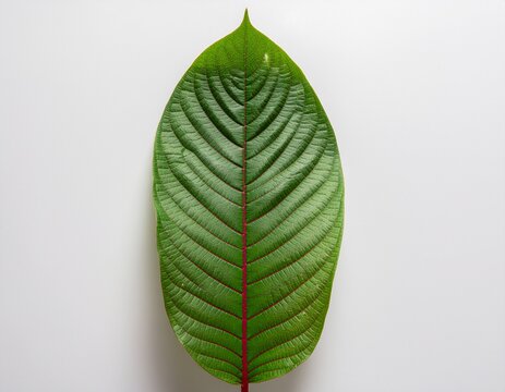 green kratom leaf on a black background