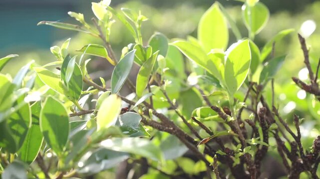 Potted Korean banyan tree pruned into a spiral rounded shape.