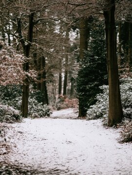 Snowy forest path with trees