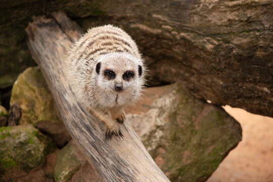 the meerkat is on walking a log