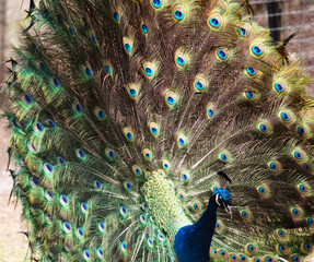 the peacock is displaying its tail feather in order to attract a peahen © susan flashman