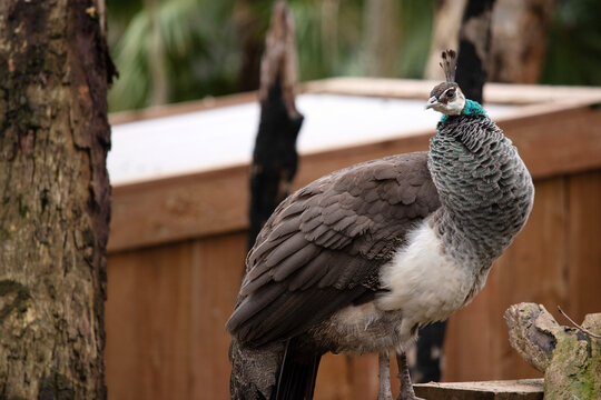 the peahen is standing on a fence